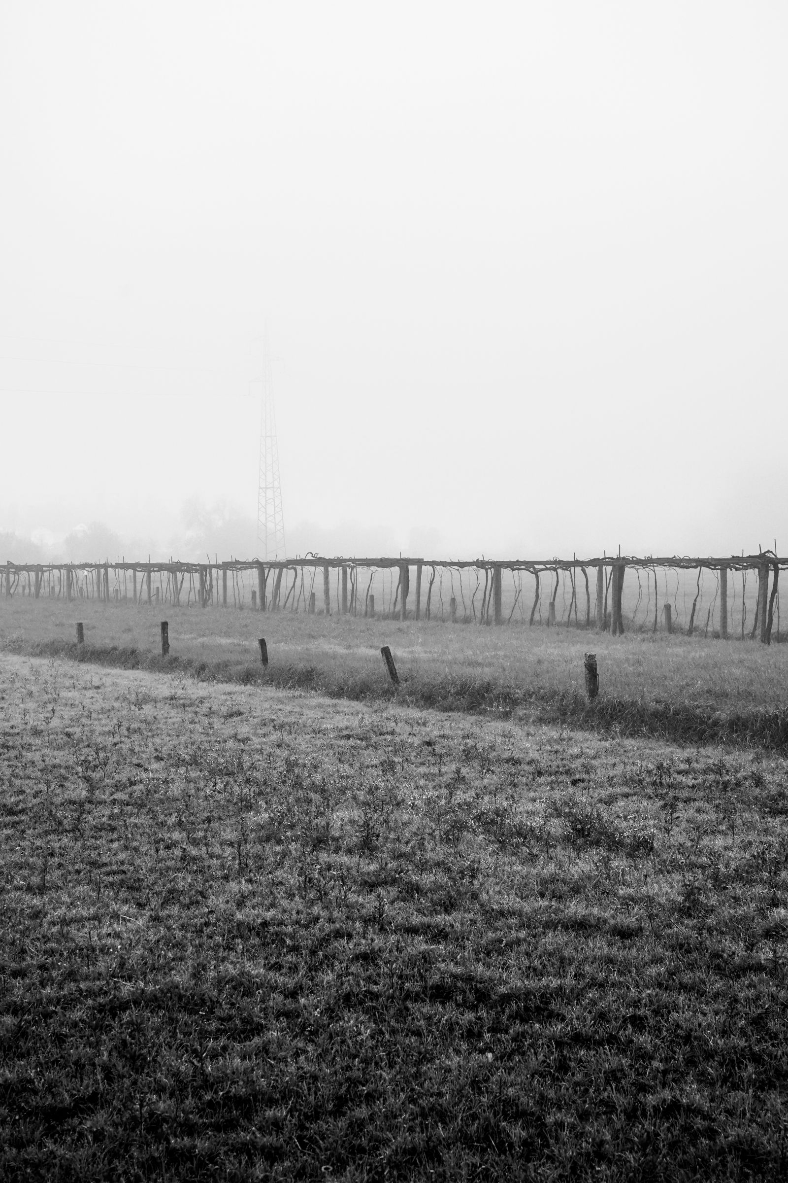 A wide field disappearing into pale fog